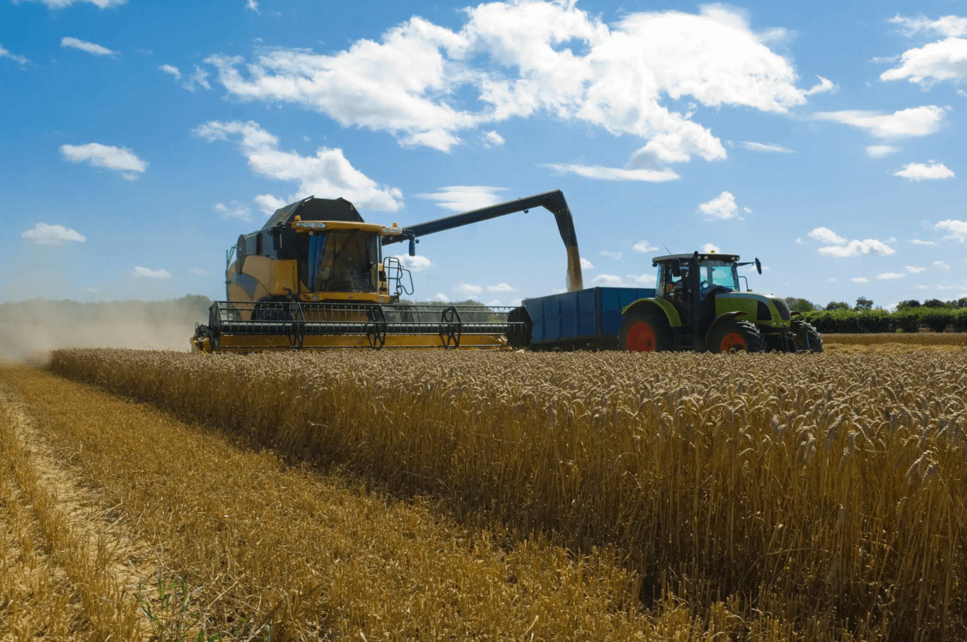 /wheat-2.png cover image